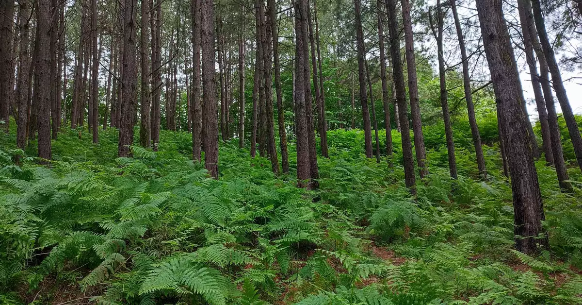 پارک جنگلی بی بی یانلو | جاذبهای محبوب در گیلان